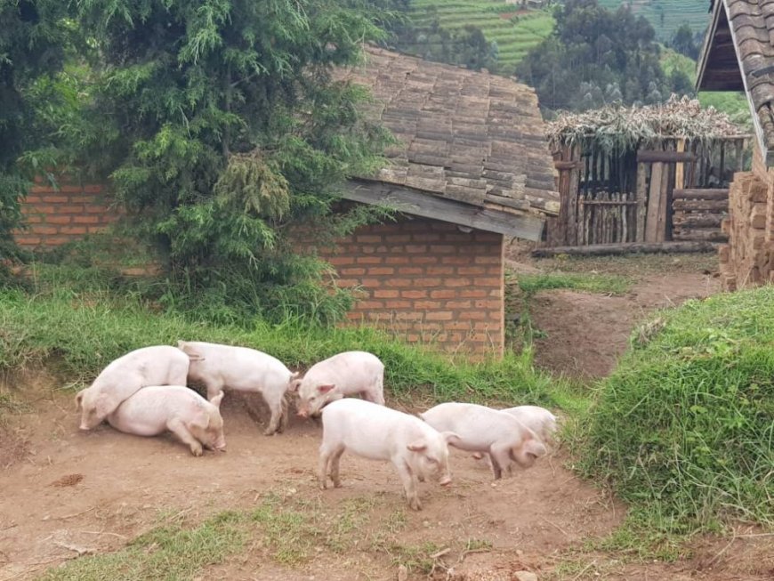 Ikigo cy'ubuhinzi n'ubworozi RAB gihangayikishijwe n’ubworozi bw’ingurube z’amacugane zidatanga umusaruro