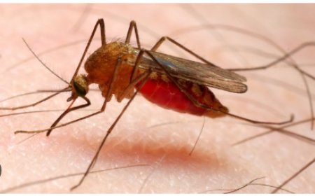 Bimwe mu bimera bifite impumuro yirukana imibu mu nzu