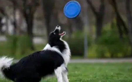 Umugabo n’umugore Bakatiwe Gufungwa Bazira Gutunga Injangwe 160 n'Imbwa 7