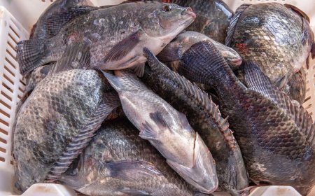 Sobanukirwa: Kurya amafi cyane byongerera abagabo akanyabugabo mu gitanda bigatuma abagore basama vuba