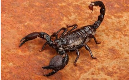 Uko wakwifata mu gihe urumwe na scorpions zikomeje kuboneka mu ngo muri iki gihe