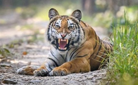 Umubyeyi yarwanye n'ingwe arigukura umwana we w’imyaka 2 mu rwasaya rwayo