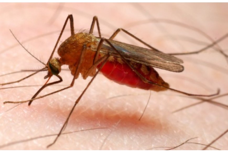 Bimwe mu bimera bifite impumuro yirukana imibu mu nzu