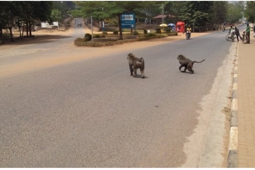 Nyagatare ibitera byahagurukiwe