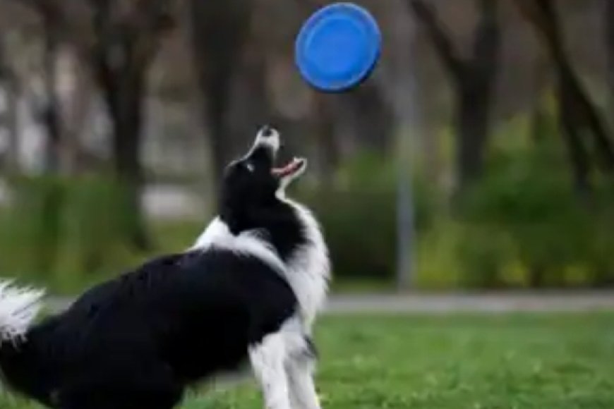 Umugabo n’umugore Bakatiwe Gufungwa Bazira Gutunga Injangwe 160 n'Imbwa 7