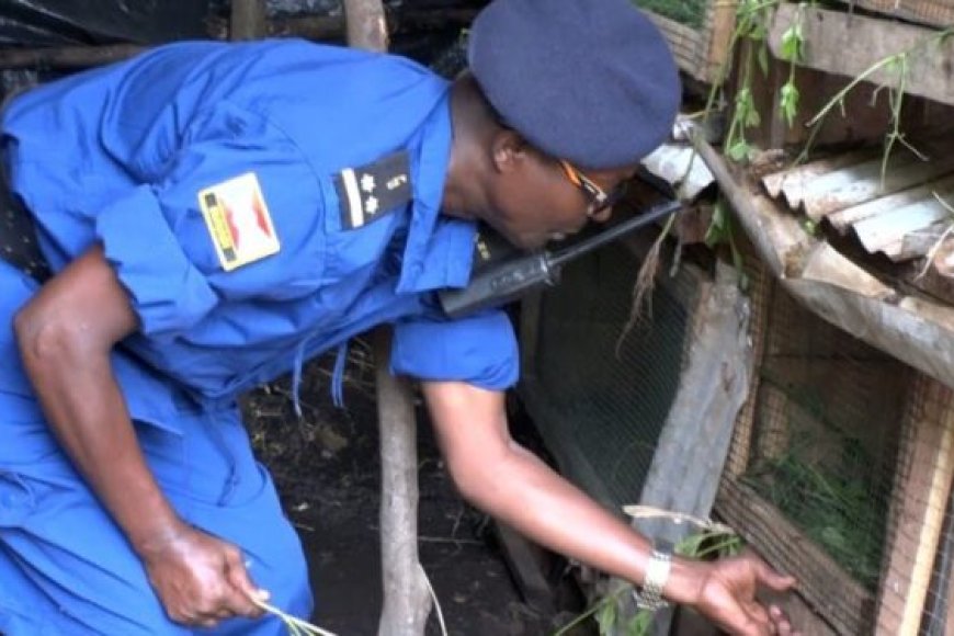 Burundi: Bamwe mu bapolisi baravuga ko batasigaye inyuma, ko bagiye kwiyororera inkwavu