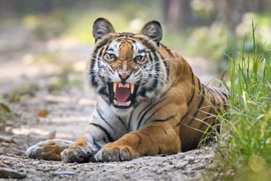 Umubyeyi yarwanye n'ingwe arigukura umwana we w’imyaka 2 mu rwasaya rwayo