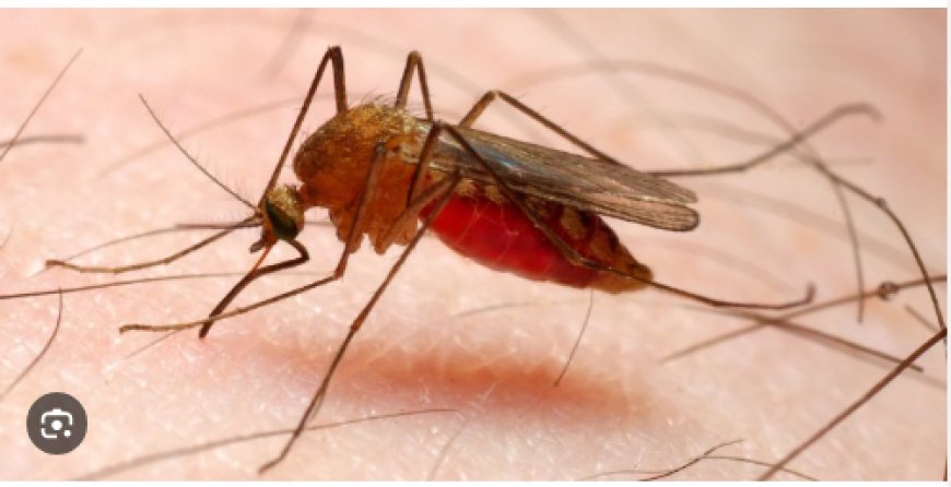 Bimwe mu bimera bifite impumuro yirukana imibu mu nzu