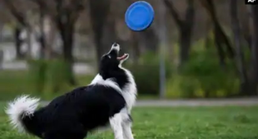 Umugabo n’umugore Bakatiwe Gufungwa Bazira Gutunga Injangwe 160 n'Imbwa 7