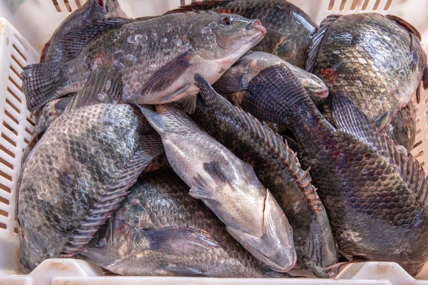 Sobanukirwa: Kurya amafi cyane byongerera abagabo akanyabugabo mu gitanda bigatuma abagore basama vuba