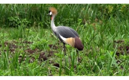 Burera: Abahinzi babangamiwe  n’imisambi ibonera