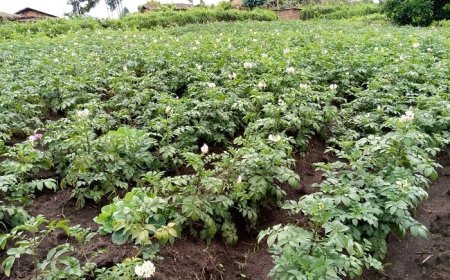 Musanze/Nyange: Abaturage  babonye umurambo w’umusore   mu murima w’ibirayi