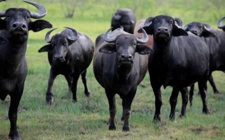 Burera: Imbogo zasohotse muri Pariki y’Ibirunga zinjira mu baturage zirabakomeretsa