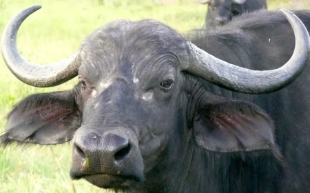 Imibereho y'abaturage "Menya uko Abanyarwanda baherutse gukomereketswa n’imbogo zari zatorotse Pariki bamerewe"