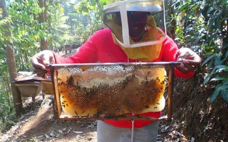 Icyo imibare igaragaza ku igabanuka rikabije ry’umusaruro w’ubuki mu Rwanda n’ikibyihishe inyuma