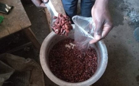 RSB: Dore Ibyo Abacuruza ibishyimbo bitetse bakwiye kwitaho cyane