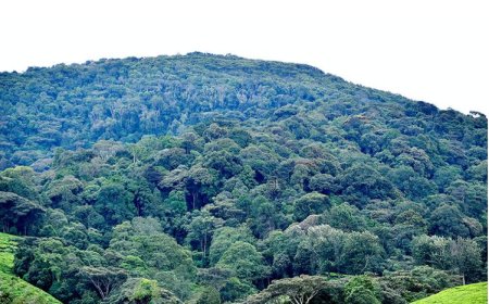 Imirambo 32 yabonywe mu ishyamba rya Kibira y’abambaye impuzankano za FARDC