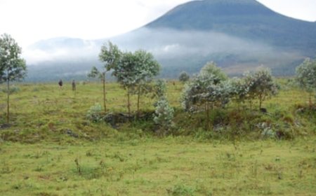 Rubavu: Abarwanyi ba Wazalendo irwanira muri Congo bishe umuturage w'i Busasamana