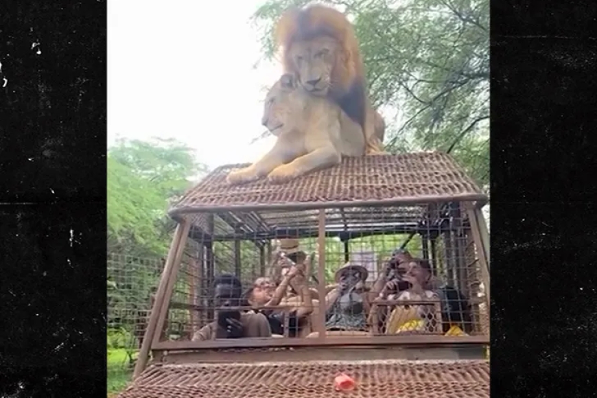 Ntibisanzwe ko inyamaswa zitera akabariro abantu bari kuzireba!Intare 2 zatereye akabariro hejuru ya ba mukerarugendo