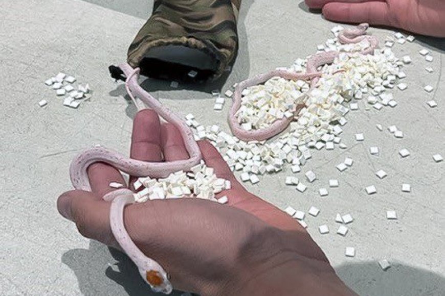 Umugenzi yasanganywe inzoka nzima zari mu ipantaro ye[AMAFOTO]