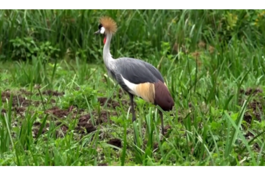 Burera: Abahinzi babangamiwe  n’imisambi ibonera