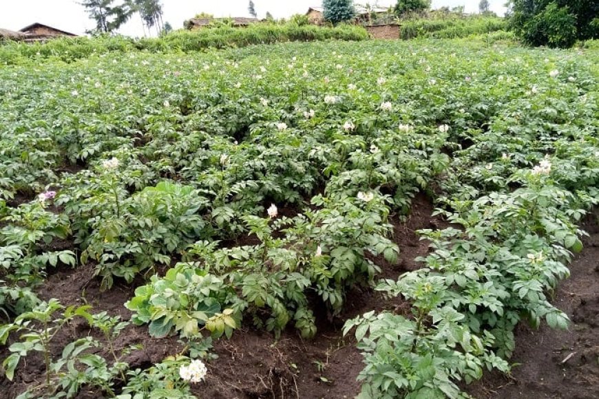 Musanze/Nyange: Abaturage  babonye umurambo w’umusore   mu murima w’ibirayi