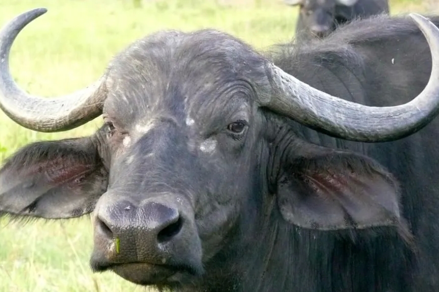 Imibereho y'abaturage "Menya uko Abanyarwanda baherutse gukomereketswa n’imbogo zari zatorotse Pariki bamerewe"