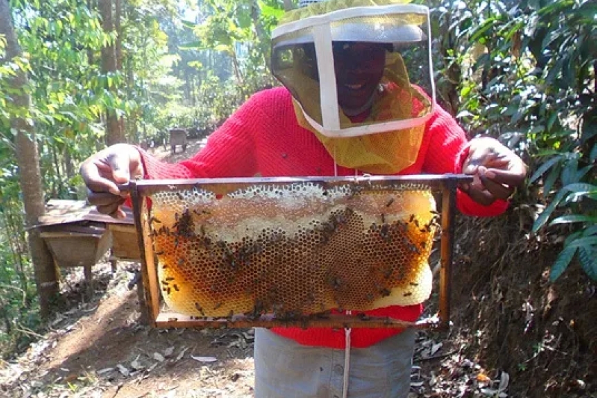 Icyo imibare igaragaza ku igabanuka rikabije ry’umusaruro w’ubuki mu Rwanda n’ikibyihishe inyuma