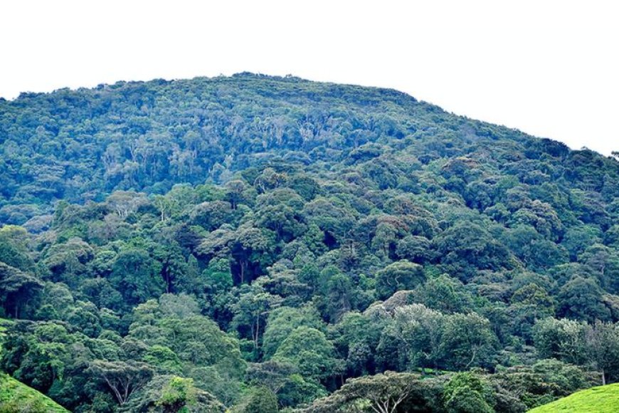 Imirambo 32 yabonywe mu ishyamba rya Kibira y’abambaye impuzankano za FARDC