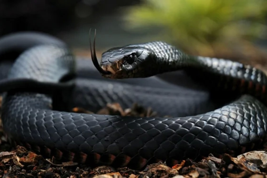 Inzoka zatumye ikigo cyifashishwa mu gukingira Covid-19 gifungwa