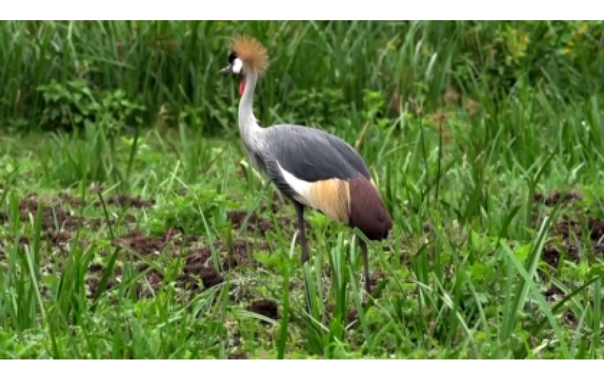 Burera: Abahinzi babangamiwe  n’imisambi ibonera