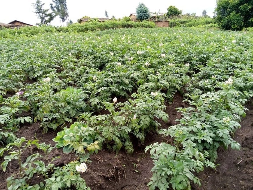 Musanze/Nyange: Abaturage  babonye umurambo w’umusore   mu murima w’ibirayi