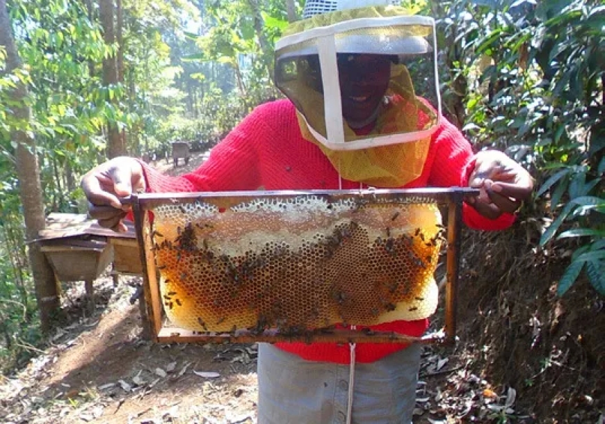 Icyo imibare igaragaza ku igabanuka rikabije ry’umusaruro w’ubuki mu Rwanda n’ikibyihishe inyuma