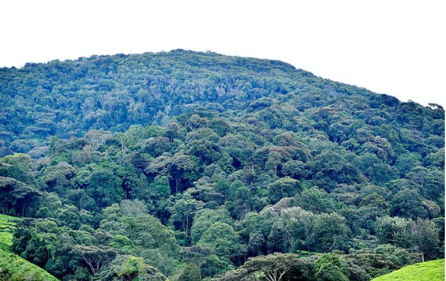 Imirambo 32 yabonywe mu ishyamba rya Kibira y’abambaye impuzankano za FARDC