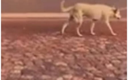 Ngoma: Abatuye muri aka karere bahangayikishijwe n’imbwa zizerera ku gasozi zirya abaturage