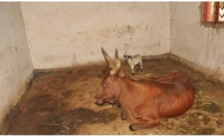 Rutsiro: Abaturage bavuga ko barara baziritse amatungo yabo ku musego ngo batayiba