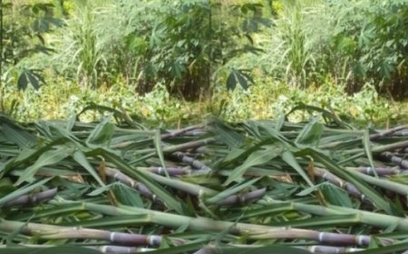 Rutsiro: Umugabo yatawe Muri yombi   azira kurara mu murima w’ibisheke n’imyumbati  akabitema byose akarambika hasi