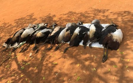 Umuturage wo mu karere ka Nyagatare yatawe muri yombi azira kwica imisambi 10