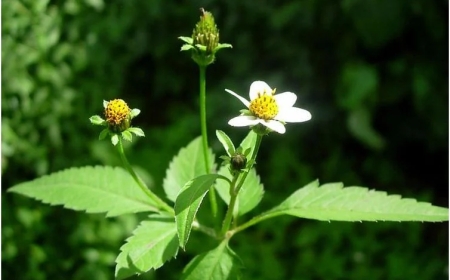 Dore uburyo “Inyabarasanya” yabereye umuti ukomeye Perezida Kagame