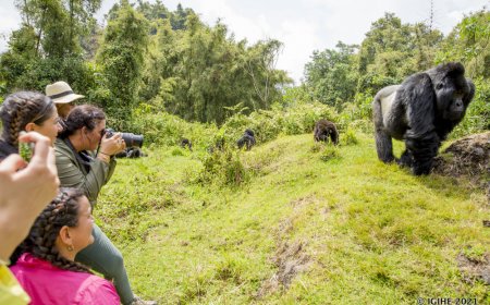 Ngibi ibiremwa bitangaje biri ku isonga mu gukurura ba mukerarugendo mu Rwanda (Amafoto)