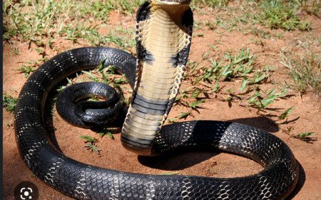 Leta ya Bangladesh yatanze impuruza mu baturage nyuma yuko barembejwe n'inzoka z'ubumara zibamereye nabi cyane