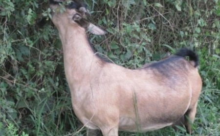 Nyanza: Umugabo yishwe n'isosi yihene, barakeka ko ari amadayimoni