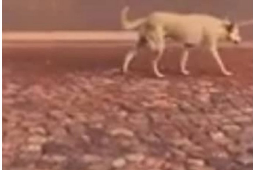 Ngoma: Abatuye muri aka karere bahangayikishijwe n’imbwa zizerera ku gasozi zirya abaturage