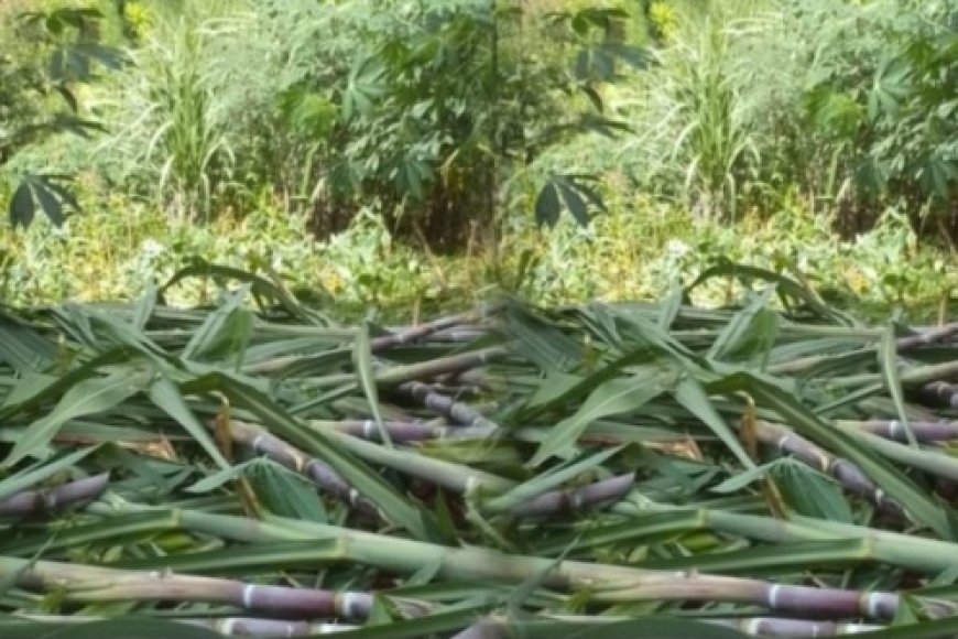 Rutsiro: Umugabo yatawe Muri yombi   azira kurara mu murima w’ibisheke n’imyumbati  akabitema byose akarambika hasi