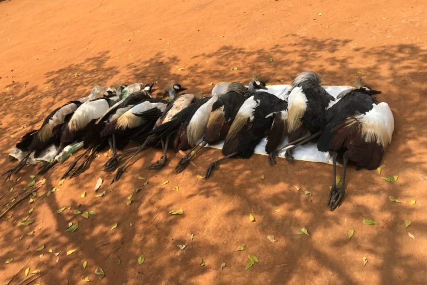 Umuturage wo mu karere ka Nyagatare yatawe muri yombi azira kwica imisambi 10