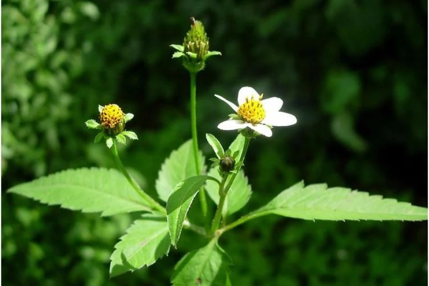 Dore uburyo “Inyabarasanya” yabereye umuti ukomeye Perezida Kagame