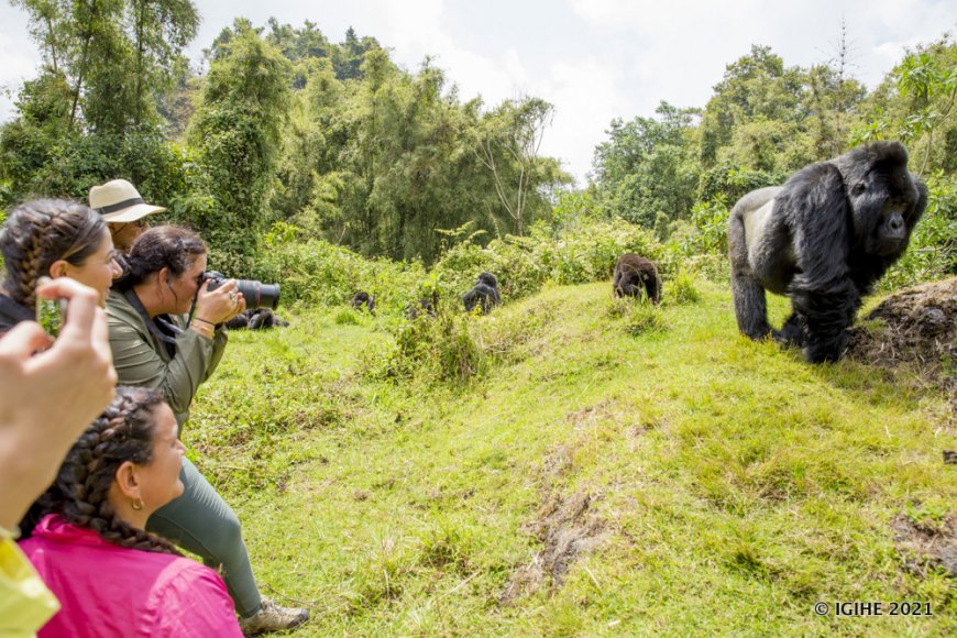 Ngibi ibiremwa bitangaje biri ku isonga mu gukurura ba mukerarugendo mu Rwanda (Amafoto)
