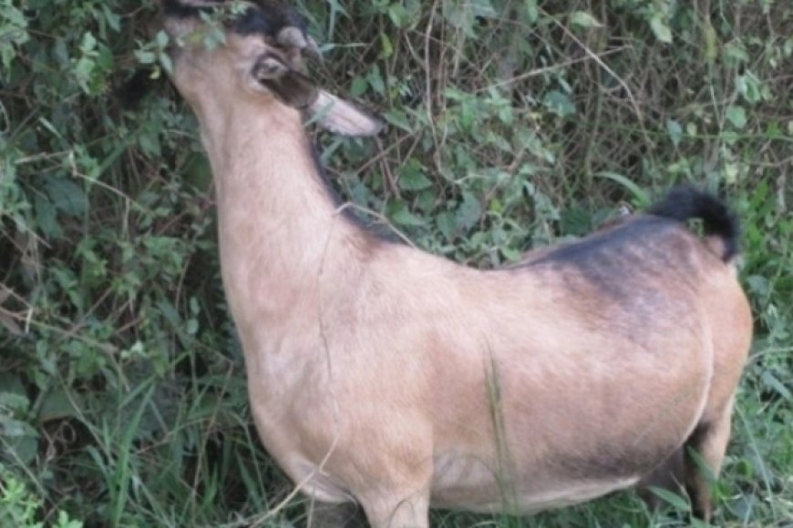 Nyanza: Umugabo yishwe n'isosi yihene, barakeka ko ari amadayimoni