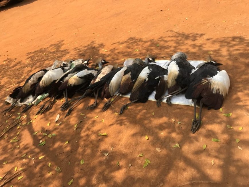 Umuturage wo mu karere ka Nyagatare yatawe muri yombi azira kwica imisambi 10