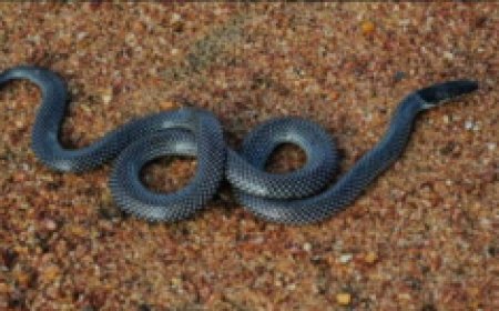 Umwana w'imyaka itatu ariwe n'inzoka ahita apfa